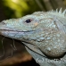 iguana_blue_qebp_gc_h_0208_cay0685.jpg